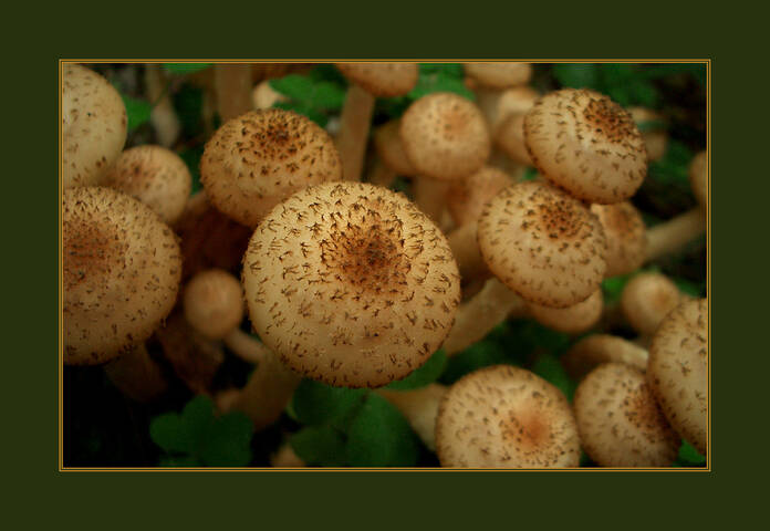 Mushrooms. Honey mushrooms