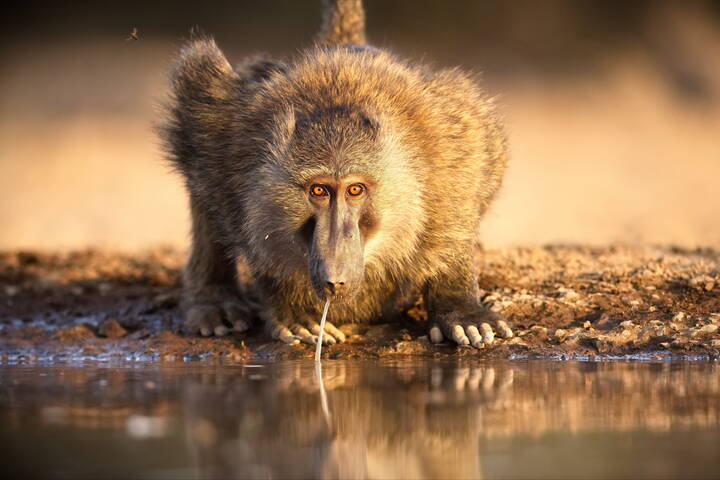 Держи меня, соломинка, держи...