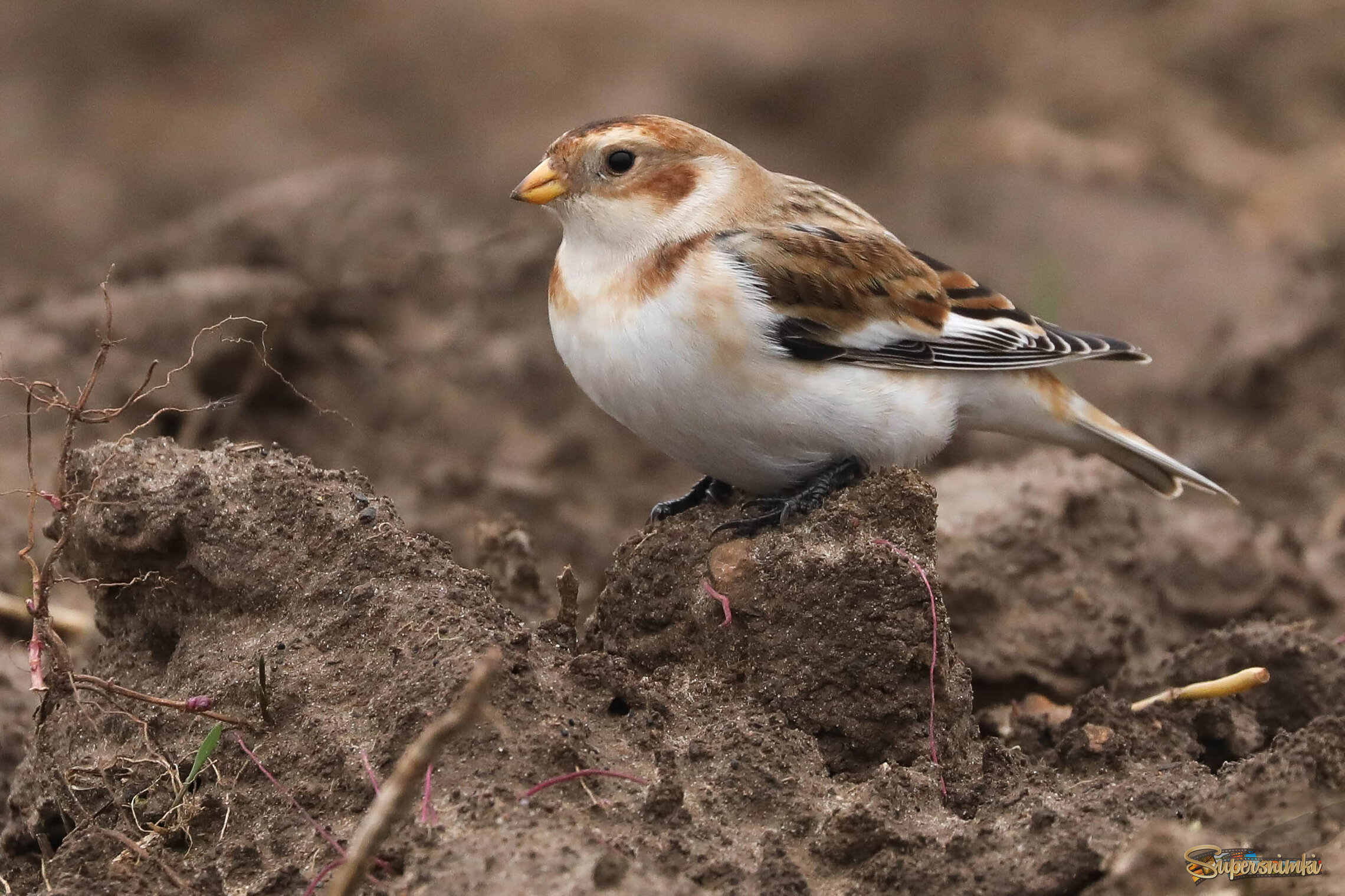 На промерзшей земле