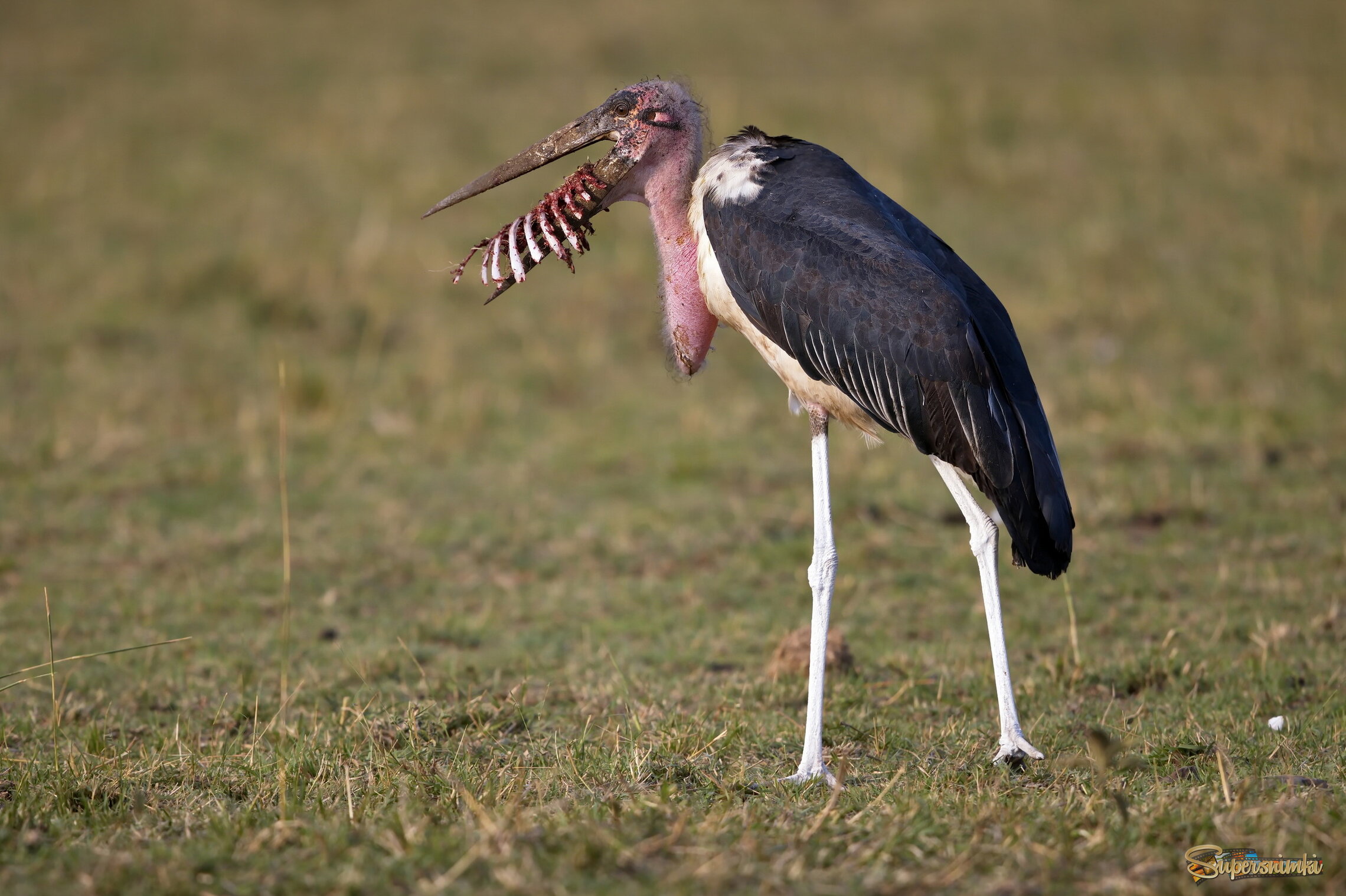 Вкусные рёбрышки