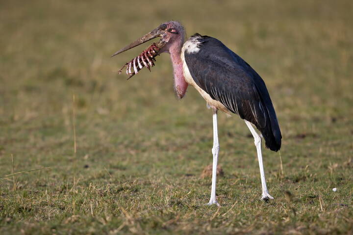 Вкусные рёбрышки
