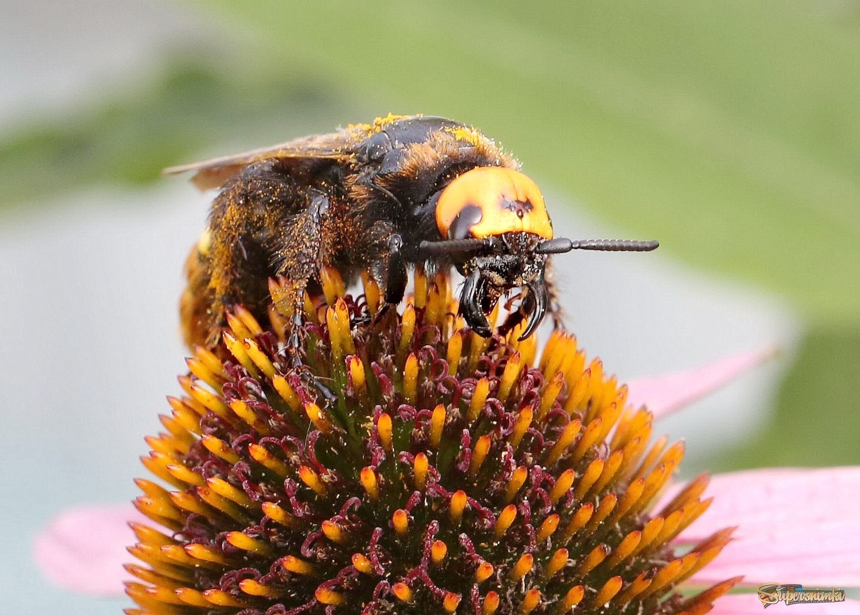 Охота за сколией