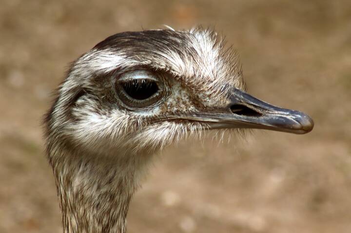 Вперёдсмотрящий