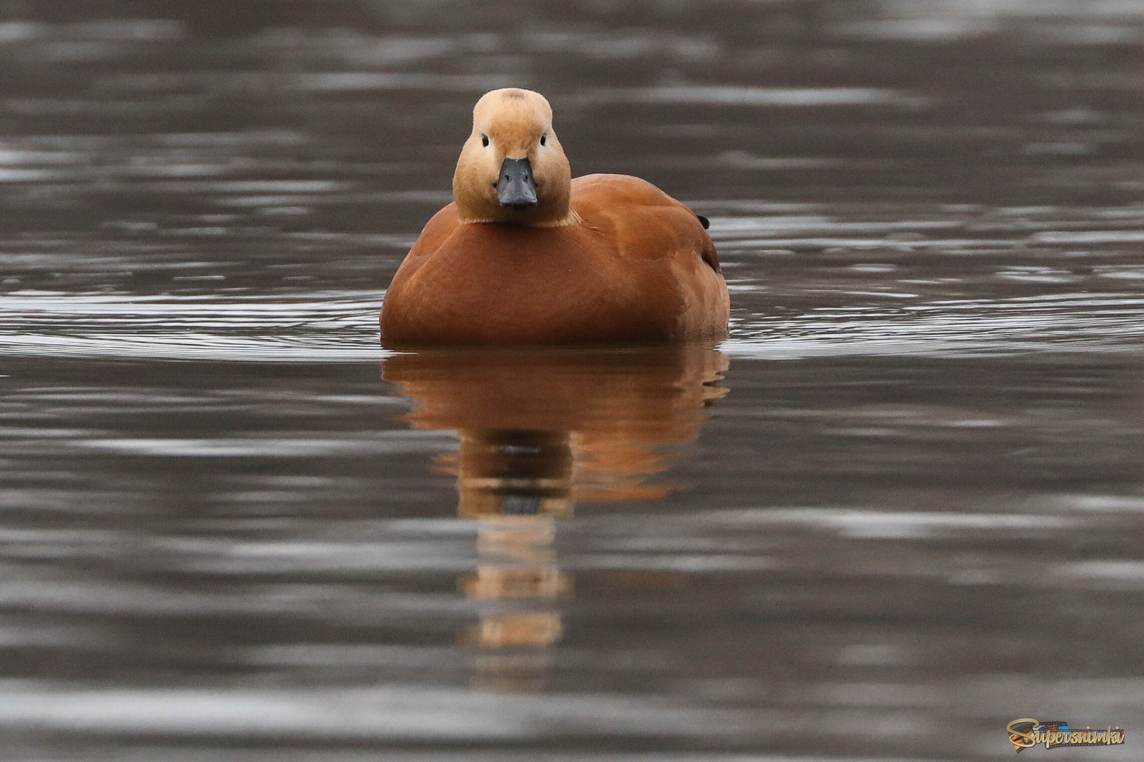 Хорош собой!