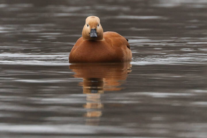 Хорош собой!