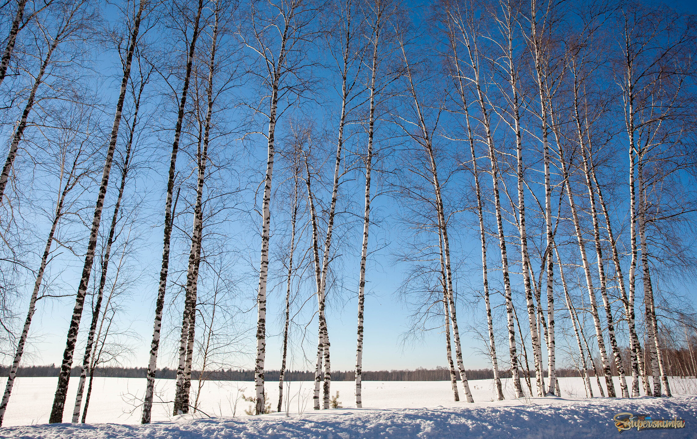 Придорожные красавицы