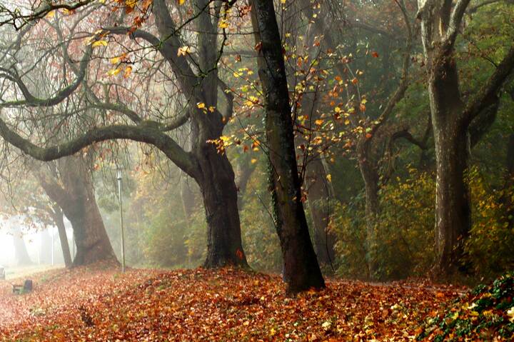 Утро ноября