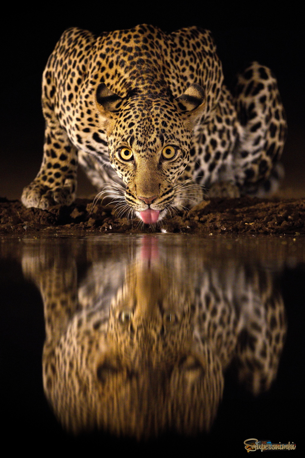 Пить или смотреть?