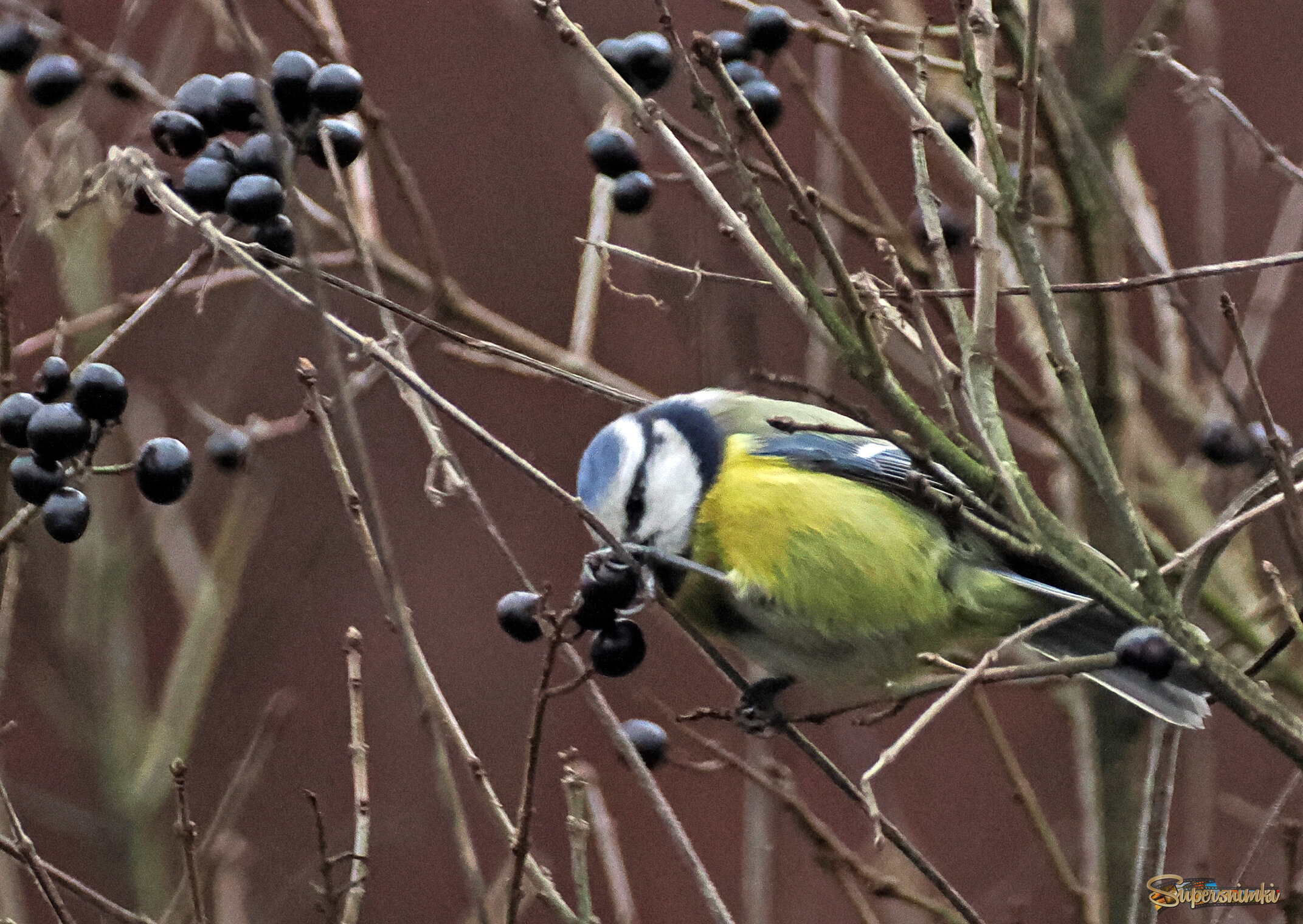 Обыкновенная лазоревка на бирючине.