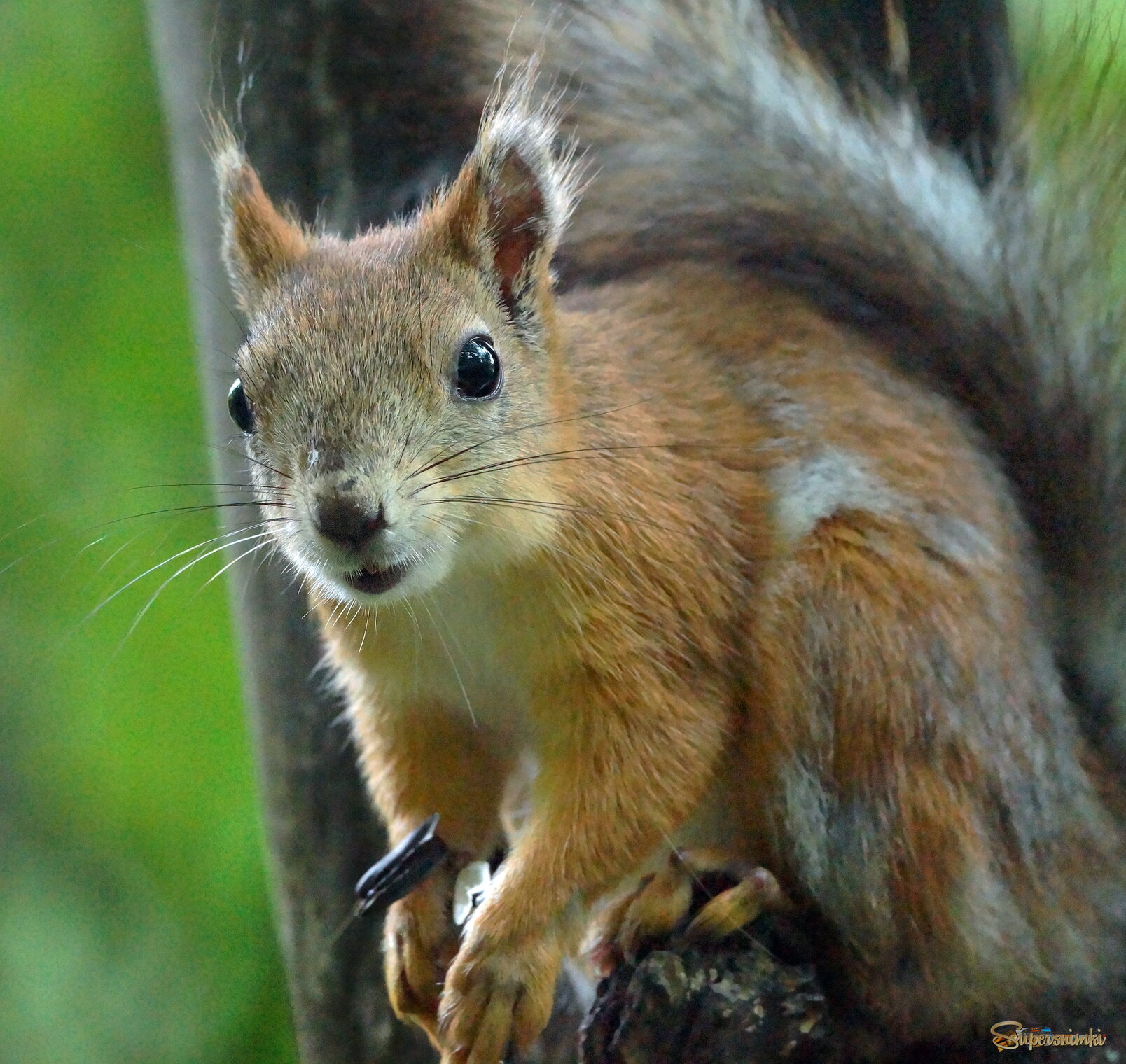 любопытная.