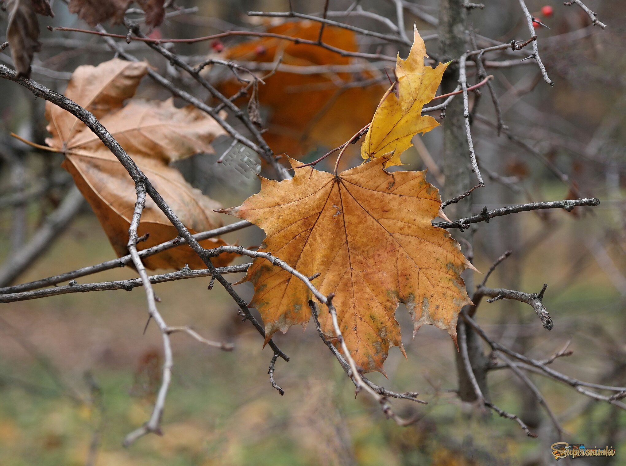 Кленовый лист