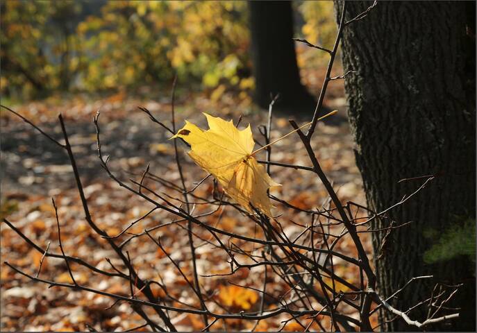 Кленовый лист