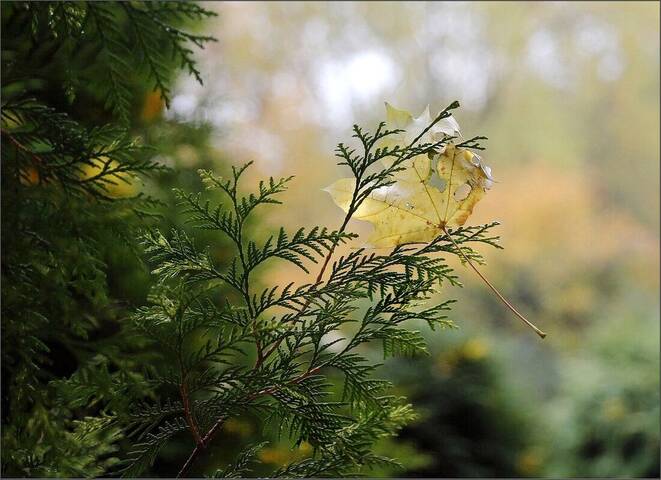 Кленовый лист