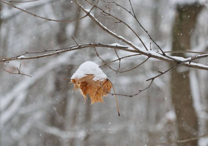 Кленовый лист