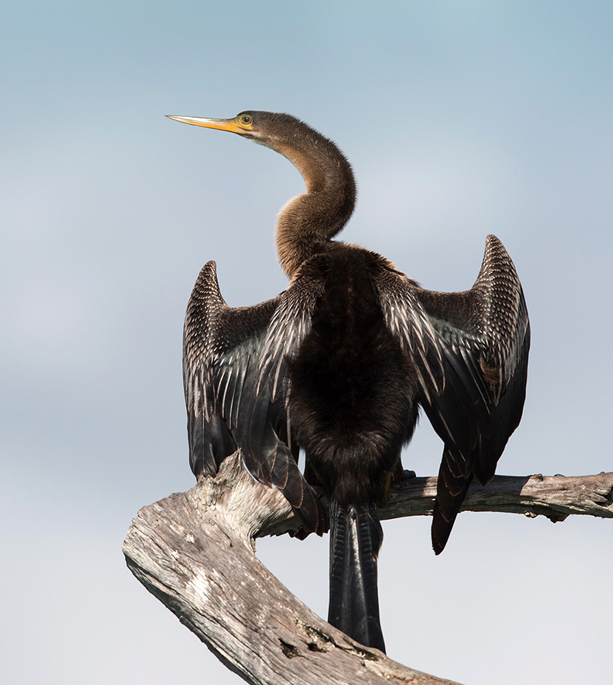 Anhinga - Американская Змеешейка