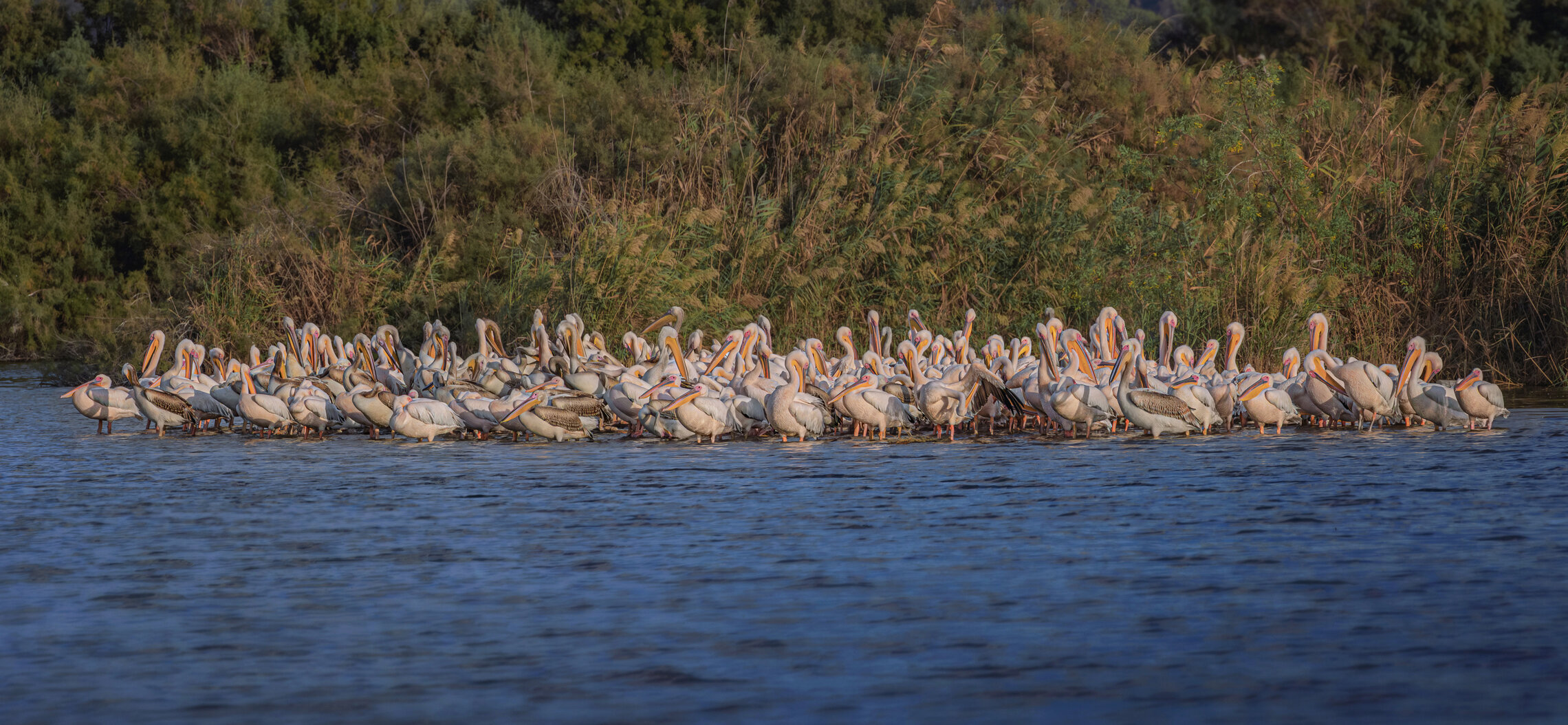 Птичий берег