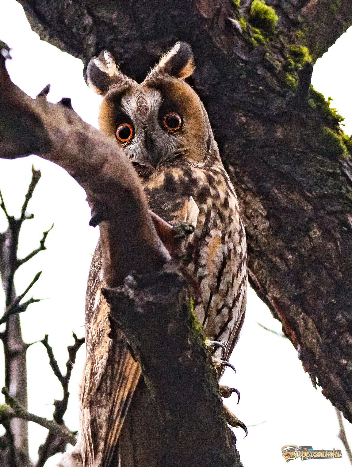 Глаза и когти.