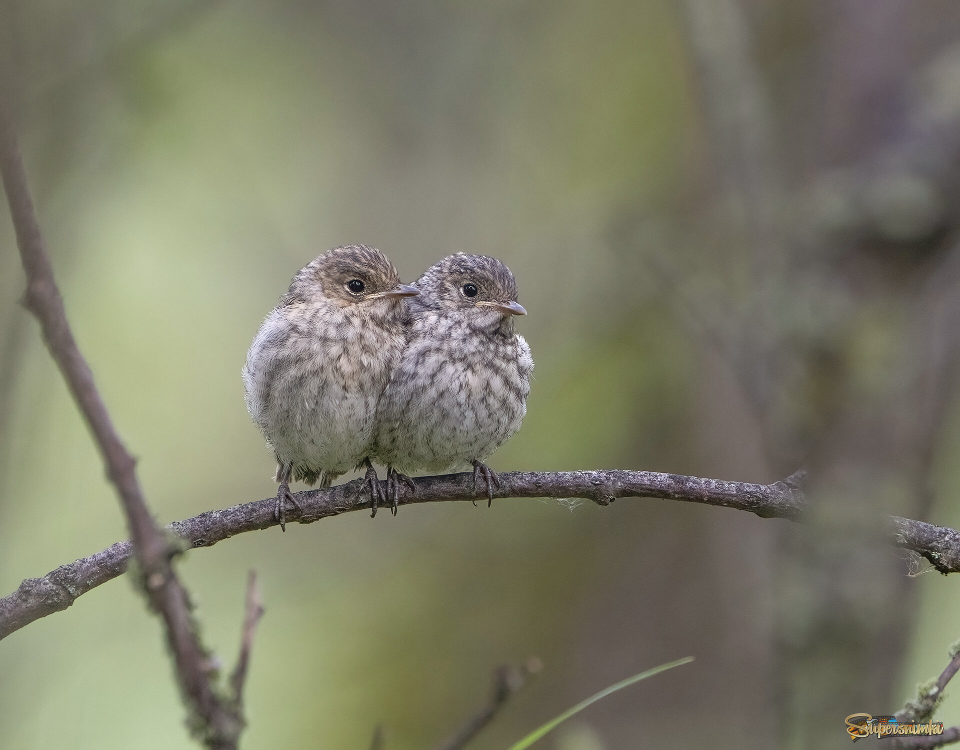 Картинка из леса