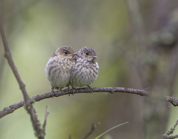 Картинка из леса