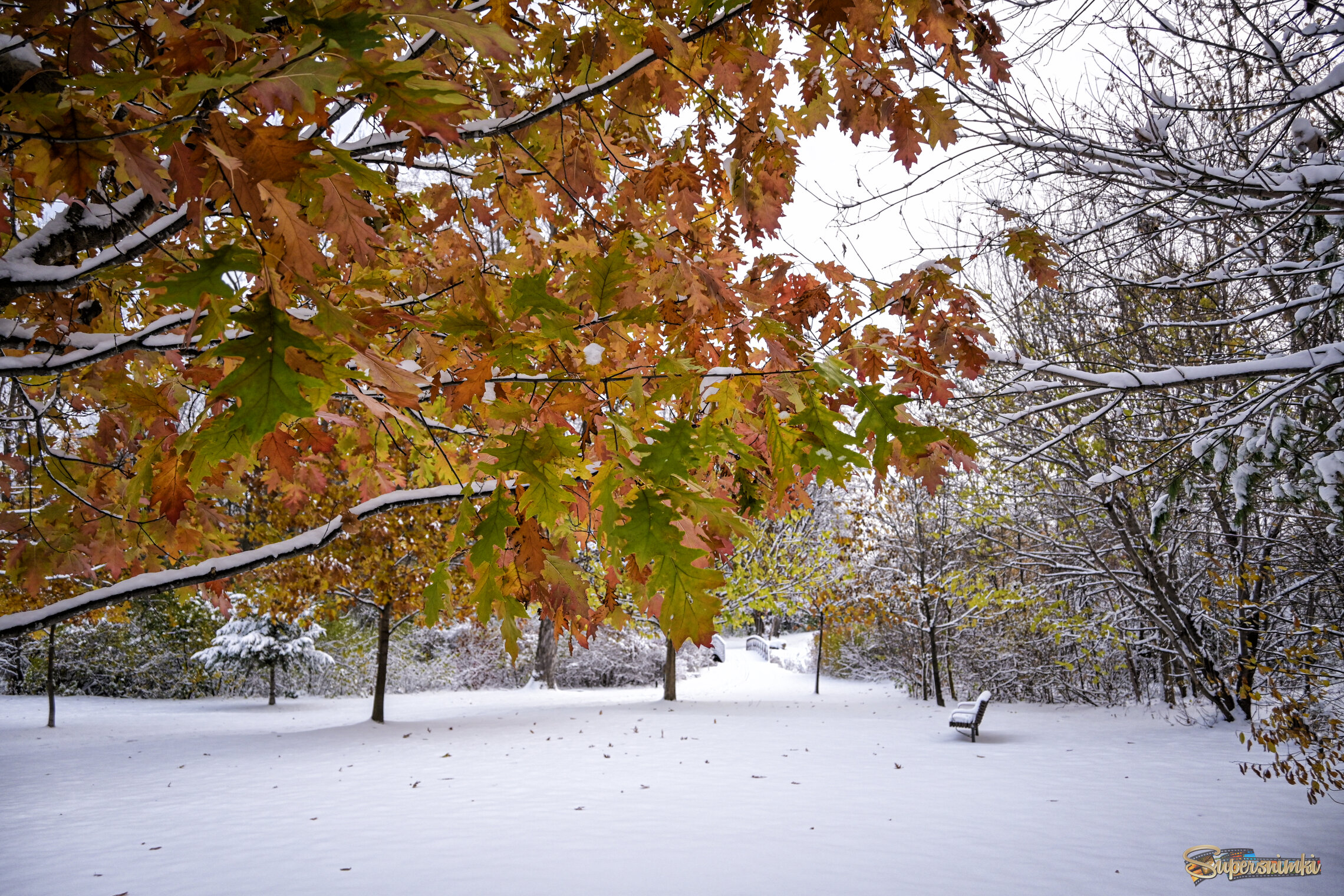 Стойкий дубок