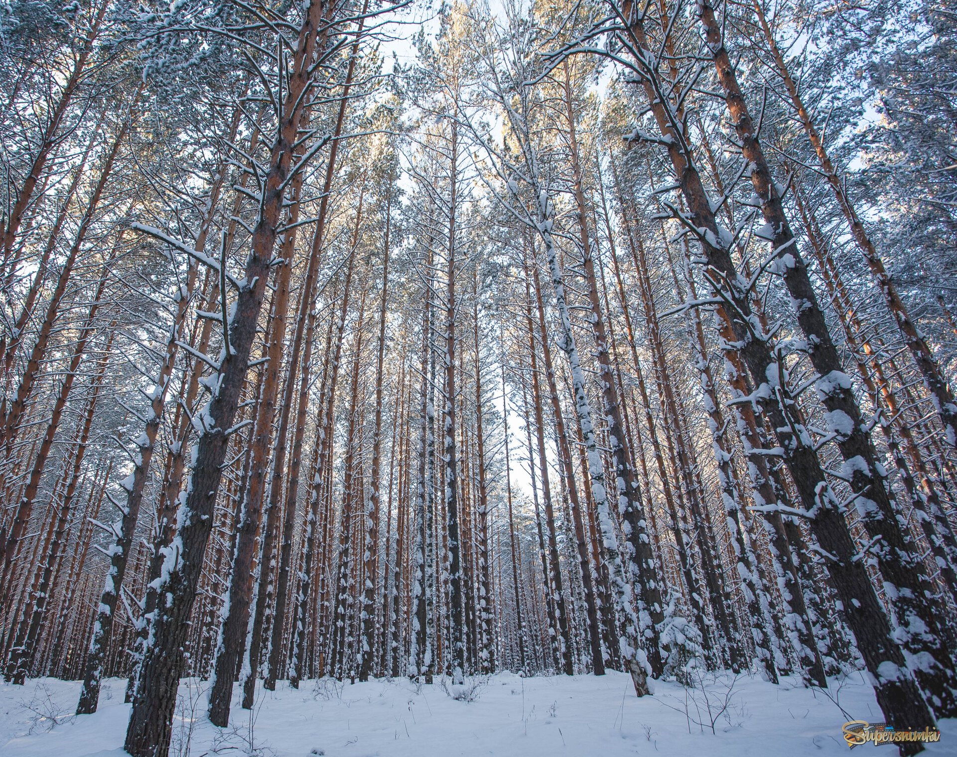 Зимний лес.