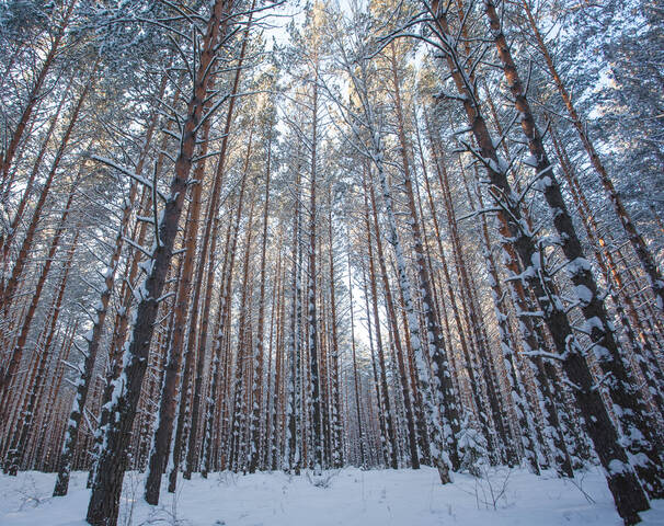 Зимний лес.