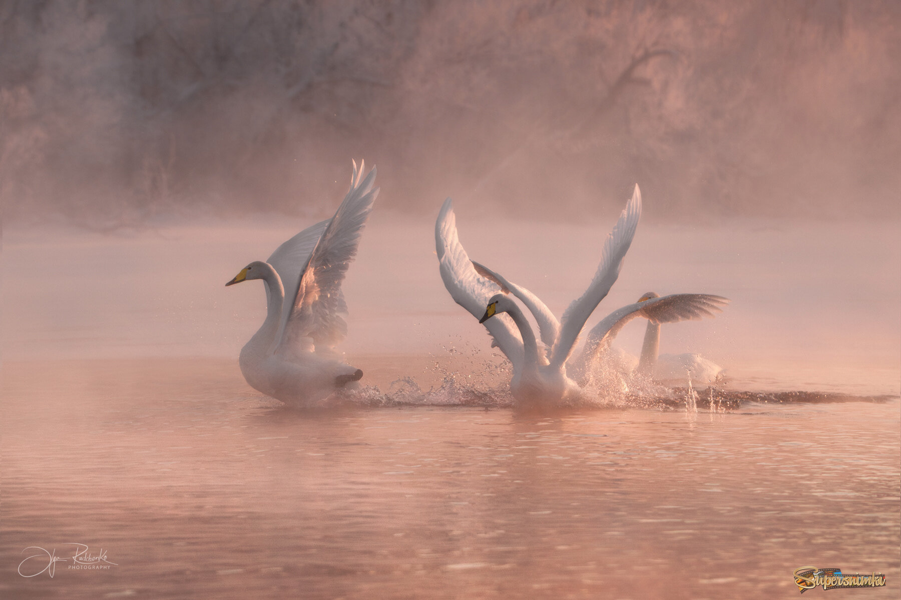 Утренние купания