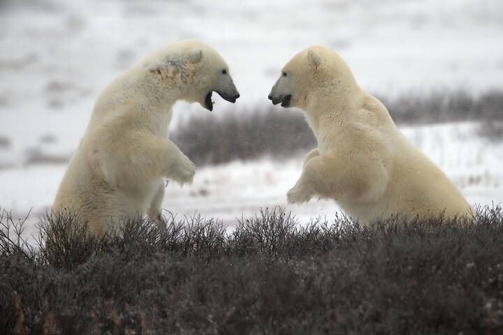 Драться нельзя обниматься