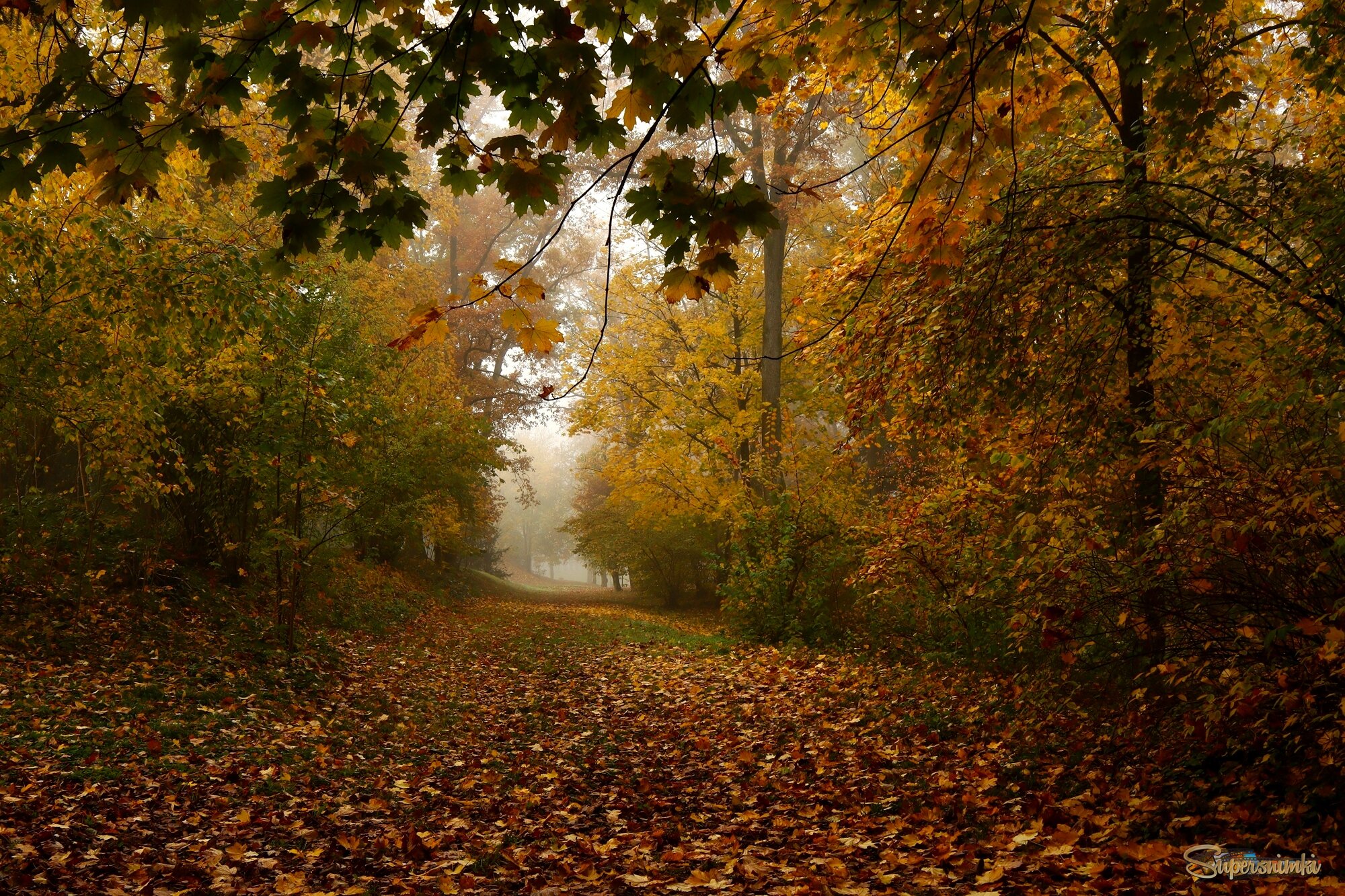 	 Когда шуршит листва под ногами