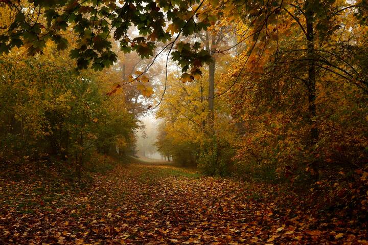 	 Когда шуршит листва под ногами