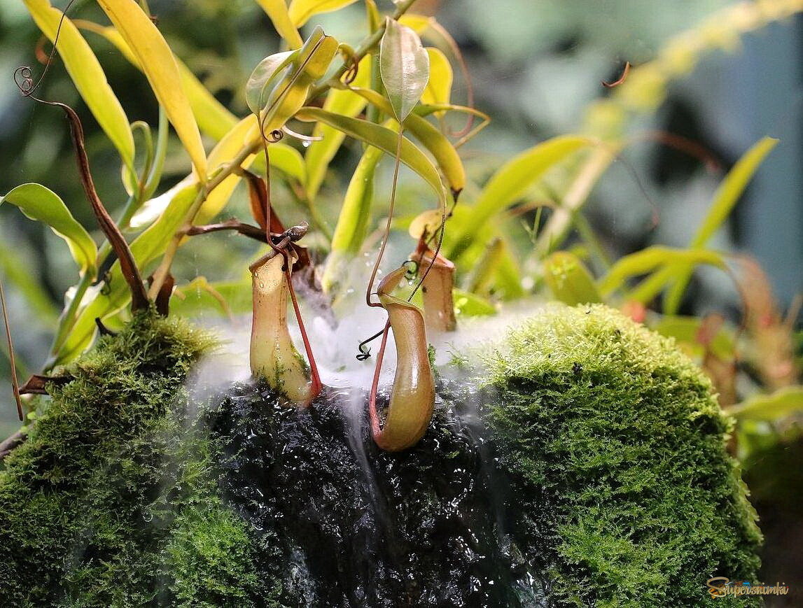 Кувшиночник