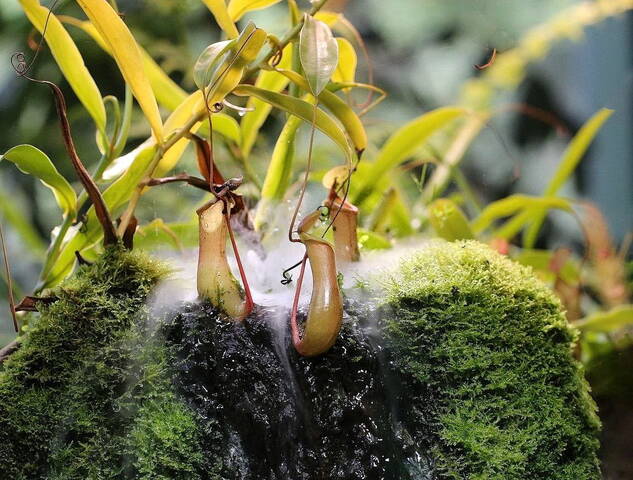 Кувшиночник