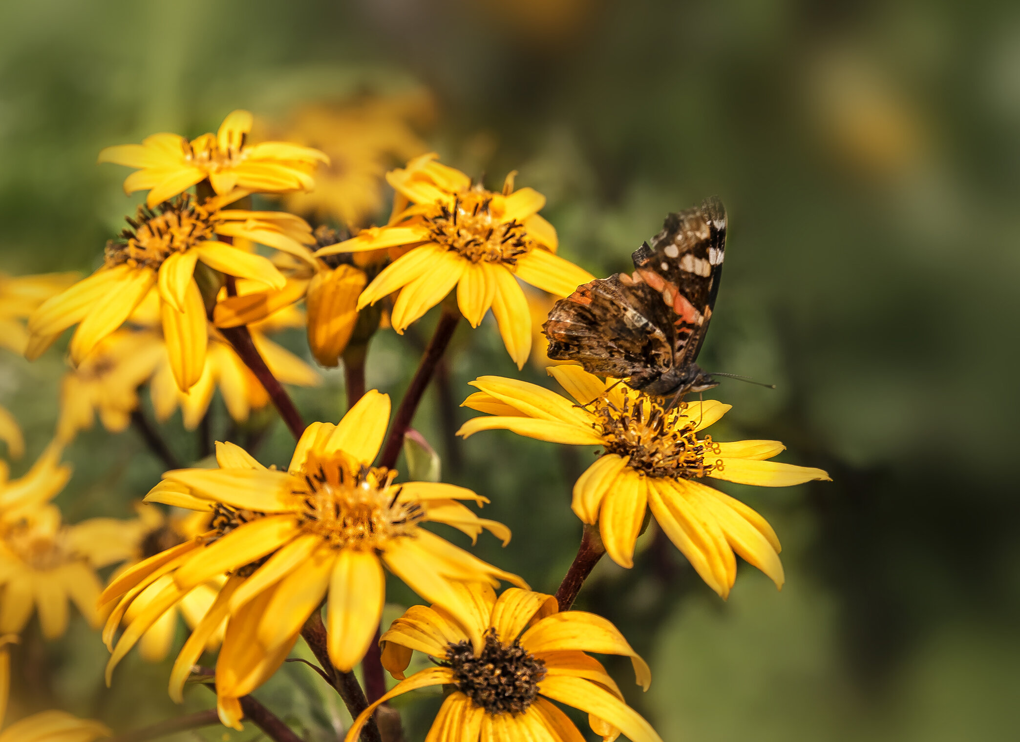 Цветы, цветы...