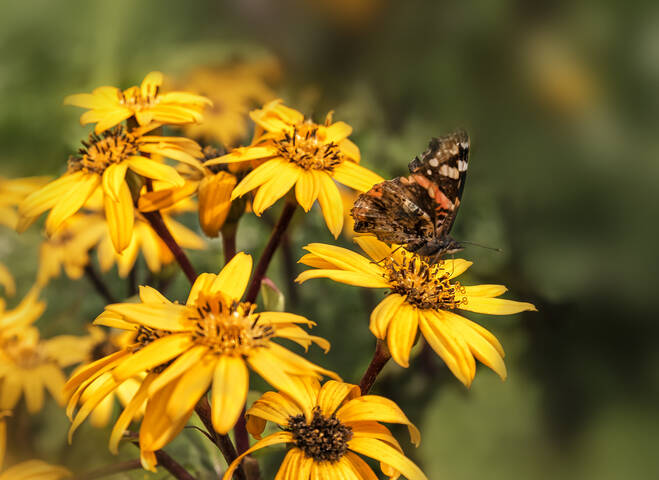 Текущая версия