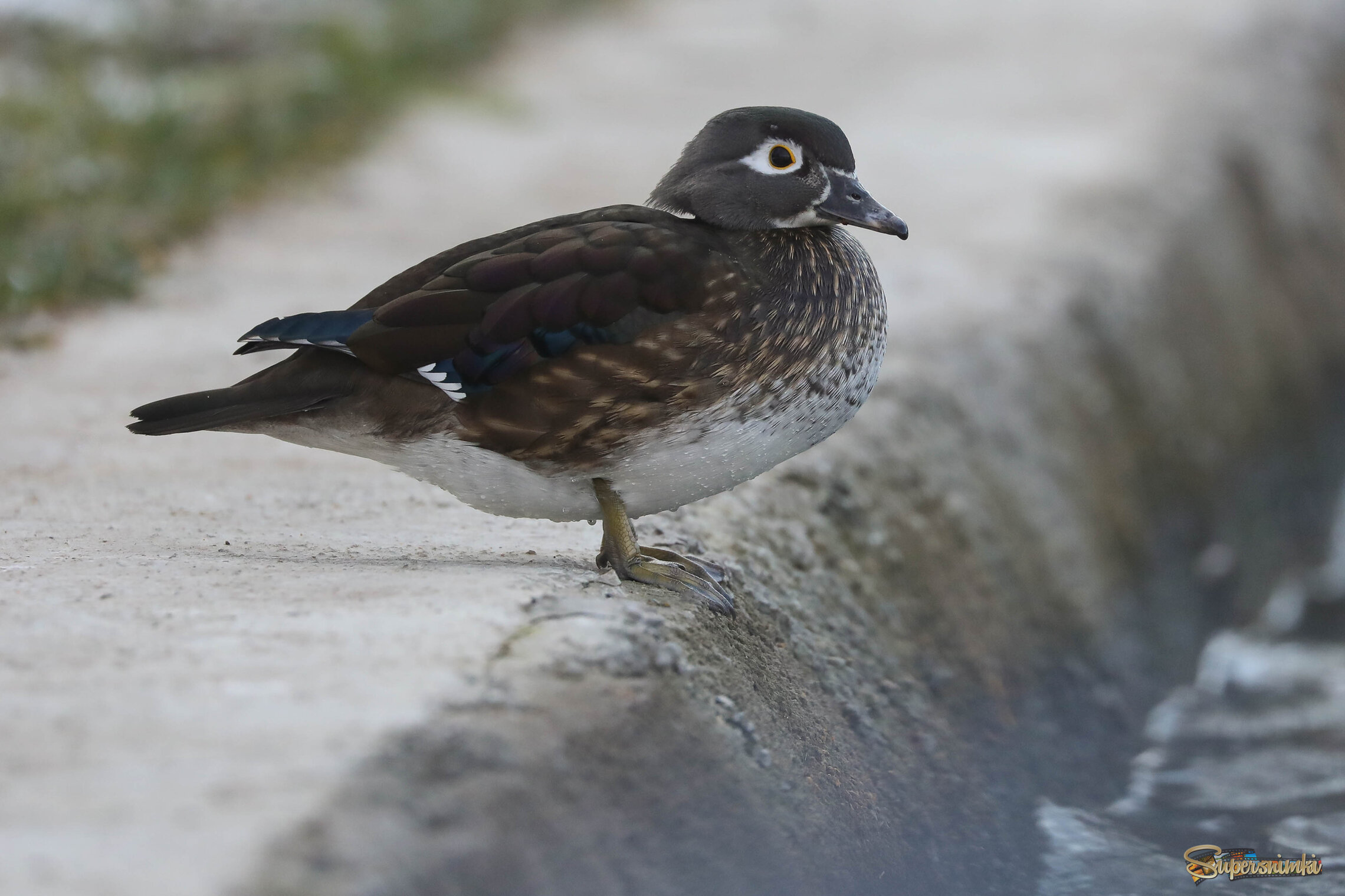 Бдительная