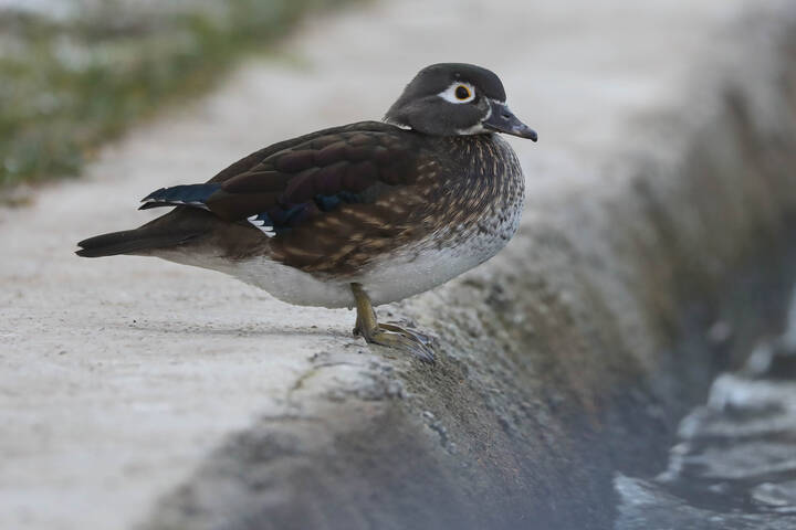 Бдительная