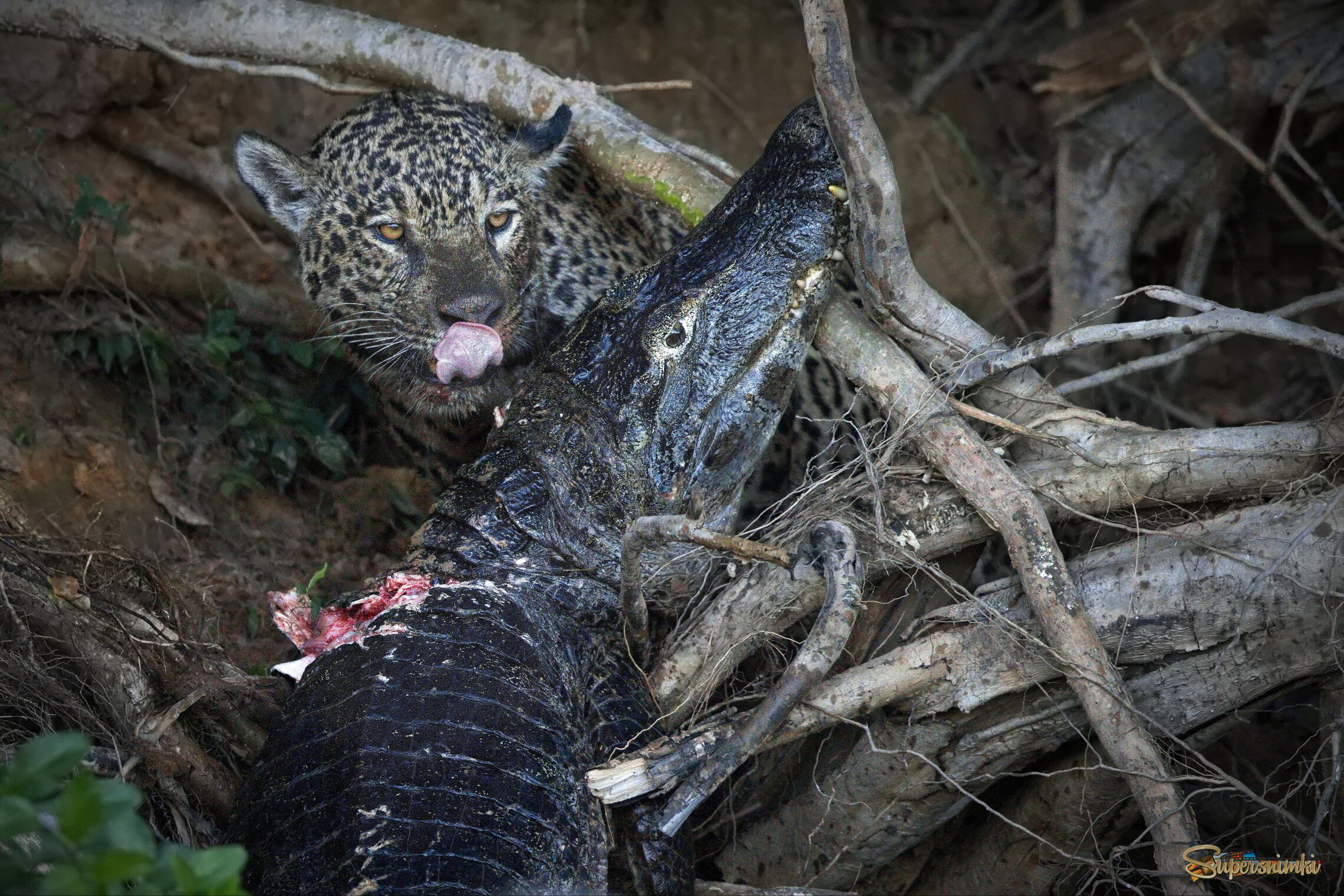 Лучшее лакомство