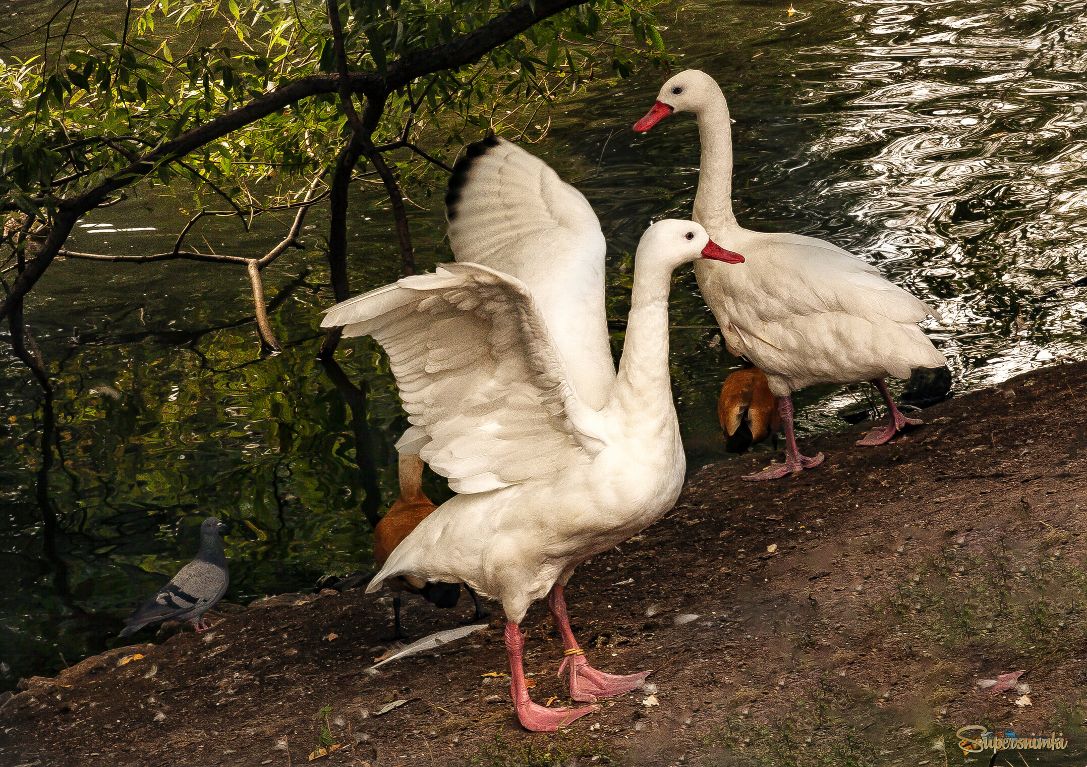 Гуси, гуси...