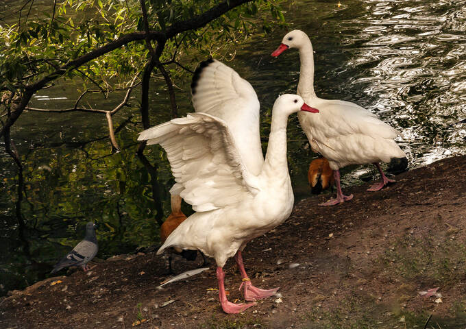 Гуси, гуси...