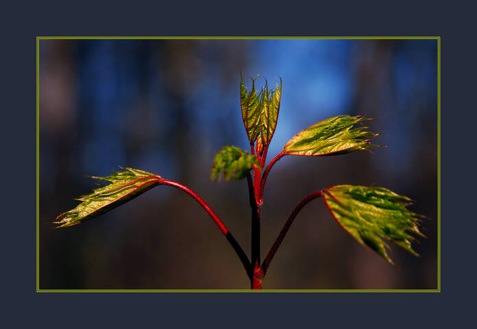 Flora