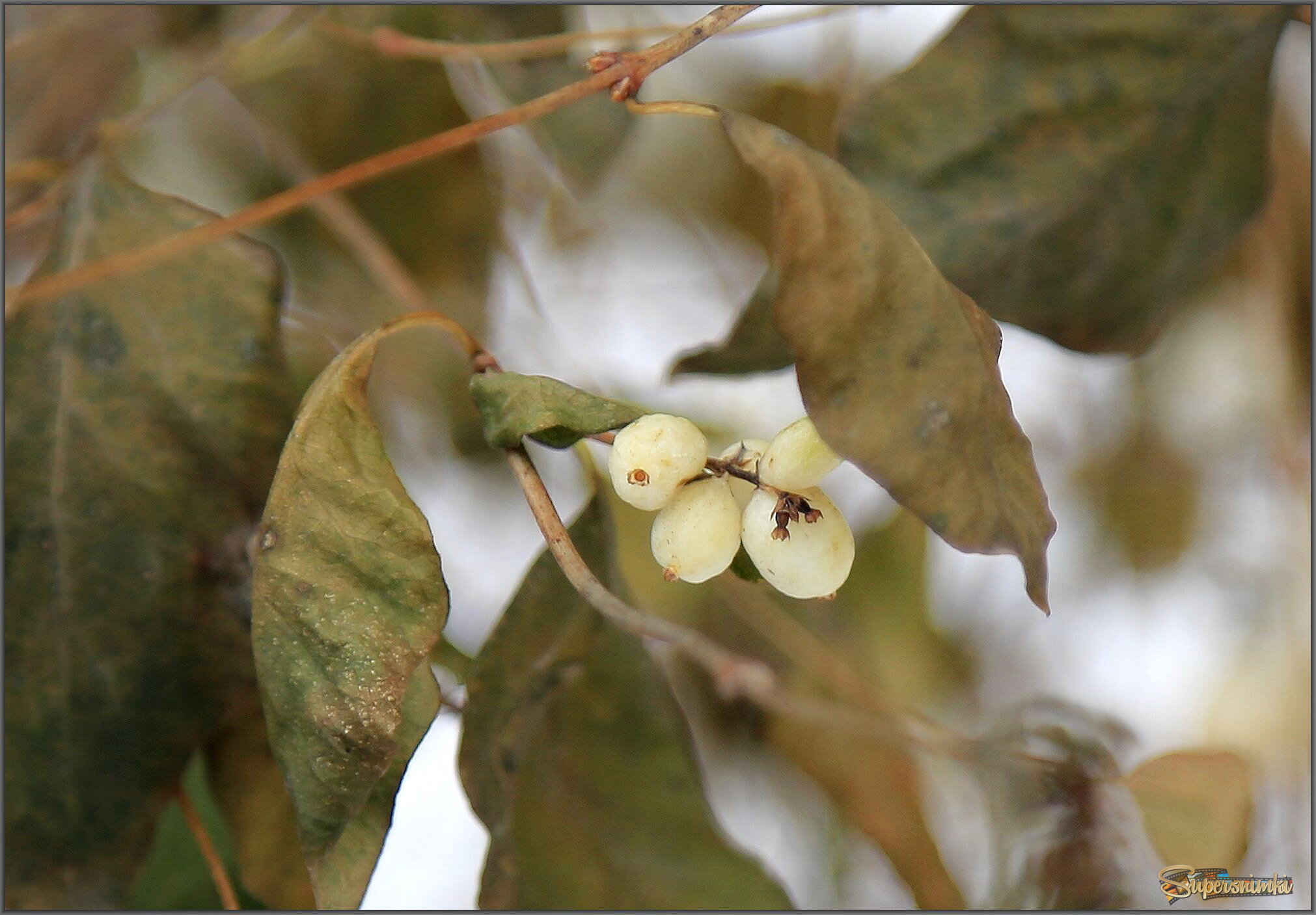 Снежноягодник