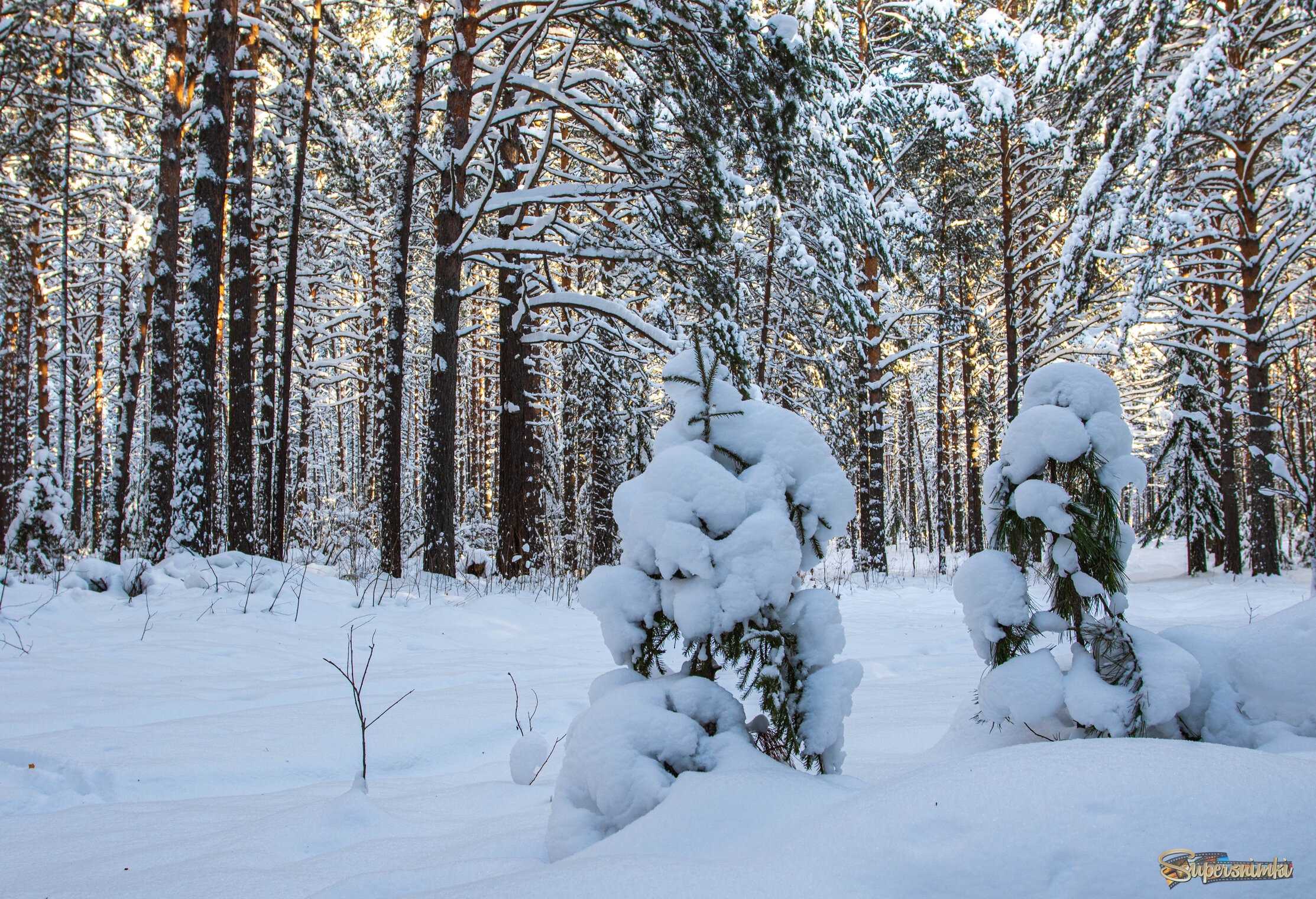 У леса на опушке.