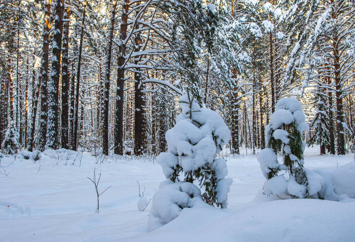 У леса на опушке.