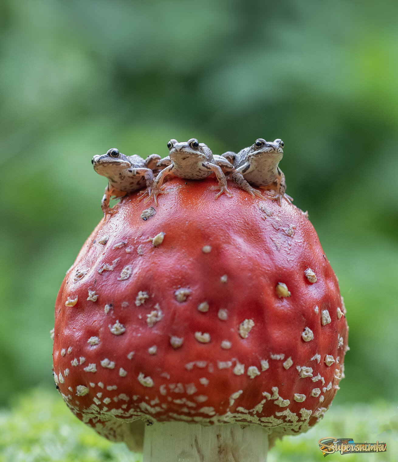 Трое из ларца, одинаковых с лица)