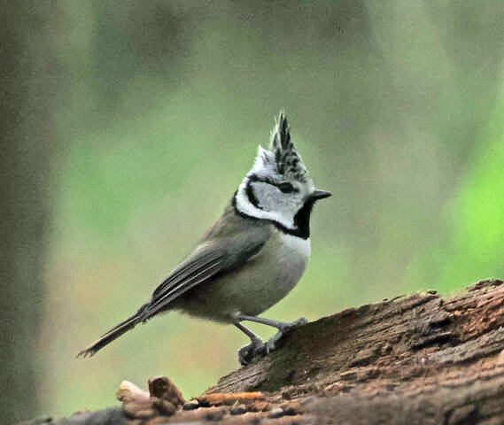 Хохлатая синица (гренадёрка).