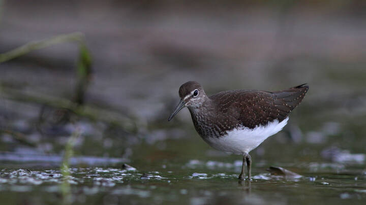 Лесной кулик