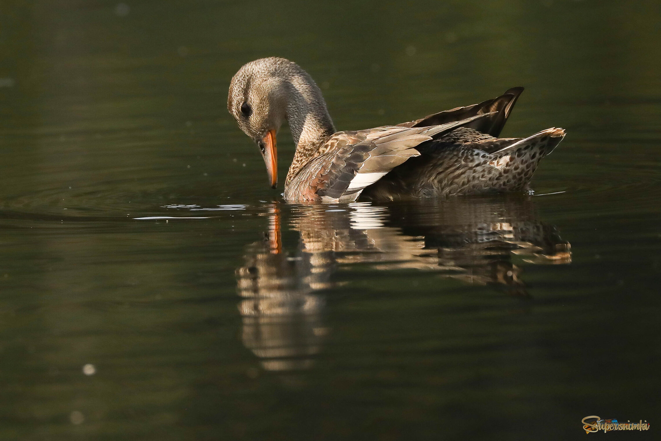 Я ли не красавица? 
