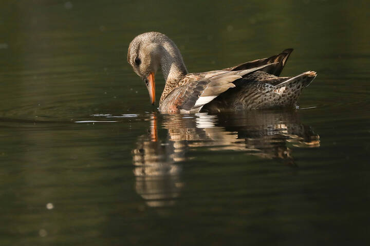 Я ли не красавица? 