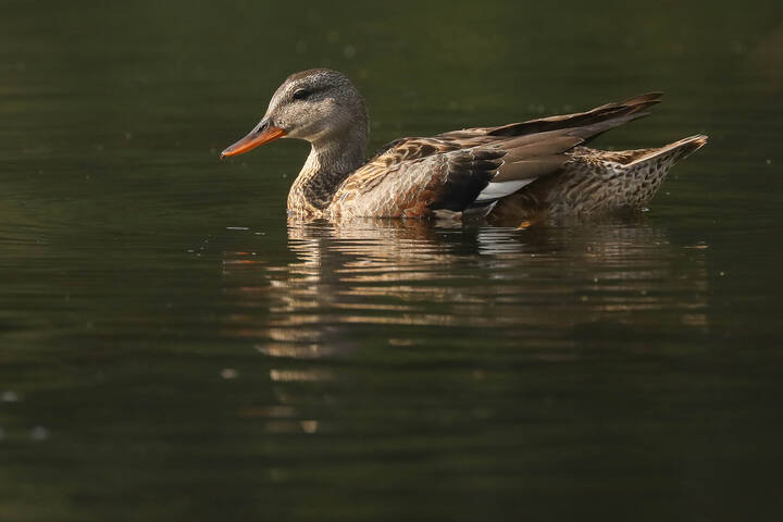 Я ли не красавица? 