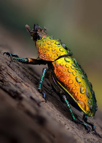 Lamprima adolphinae female